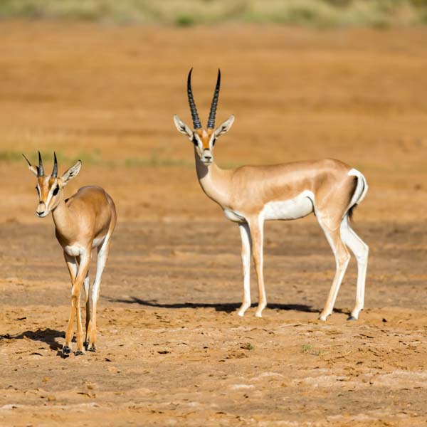 Dimension Nails - African Savanna - Gazelle