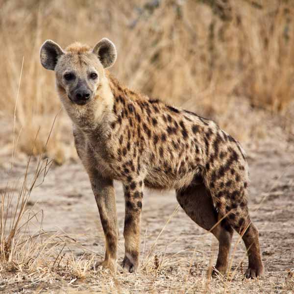 Spotted Hyena