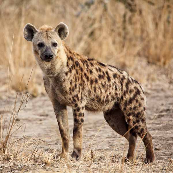 Dimension Nails - African Savanna - Spotted Hyena