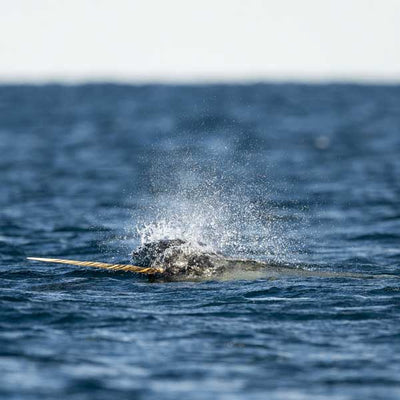 Narwhal