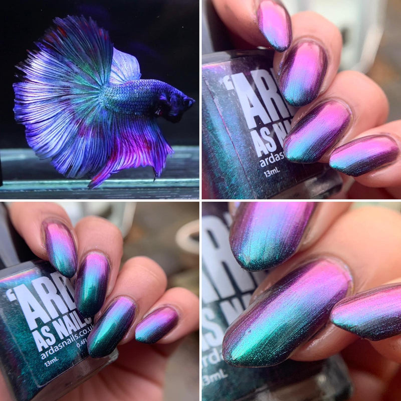 Ard As Nails - Flashy Nature - Siamese Fighting Fish