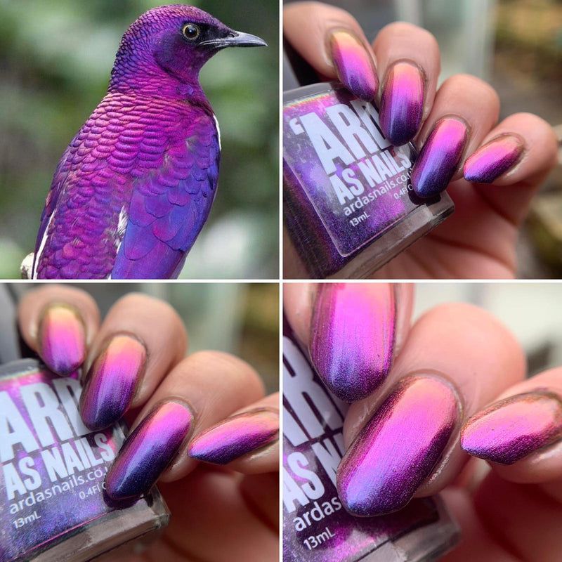 Ard As Nails - Flashy Nature - Violet Backed Starling