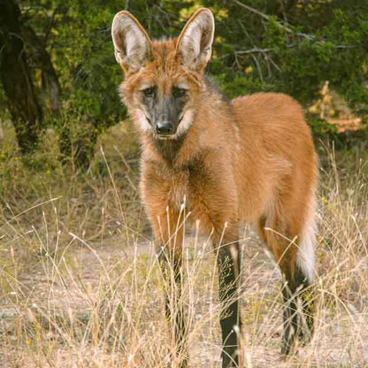 Maned Wolf