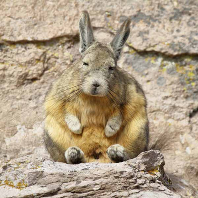 Viscacha