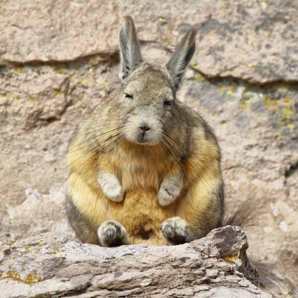 Viscacha