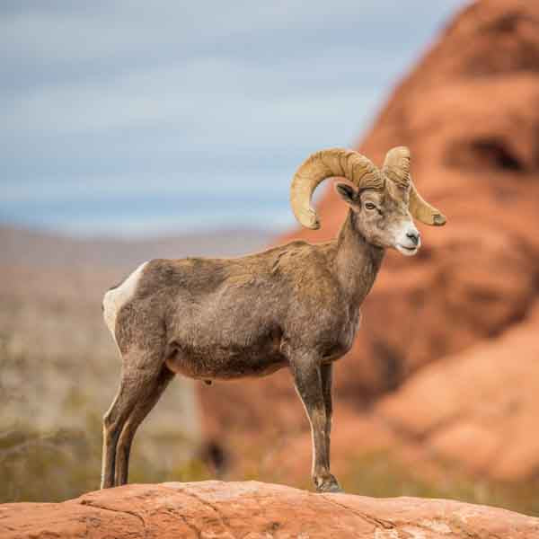 Dimension Nails - The Mojave Desert - Big Horn Sheep