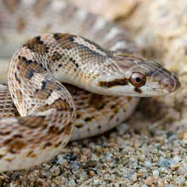 Dimension Nails - The Mojave Desert - Glossy Snake