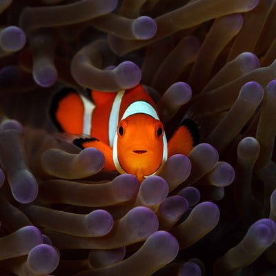Clownfish