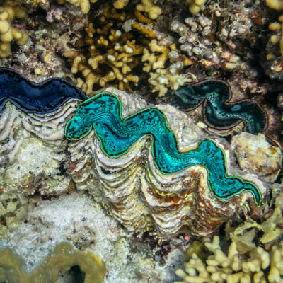 Giant Clam
