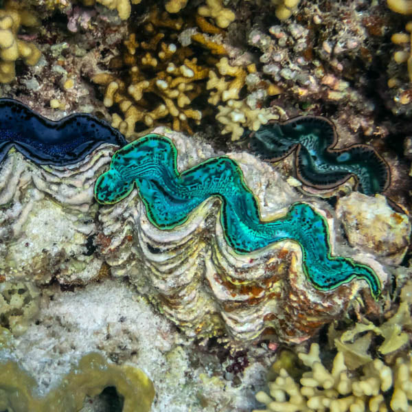 Giant Clam