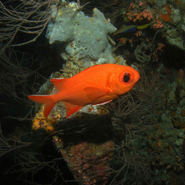 Soldierfish