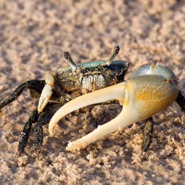 Fiddler Crab