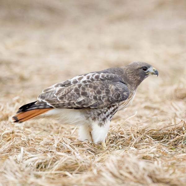Red Tailed Hawk