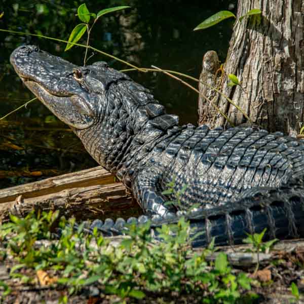 Dimension Nails - Mangrove Swamp - American Alligator