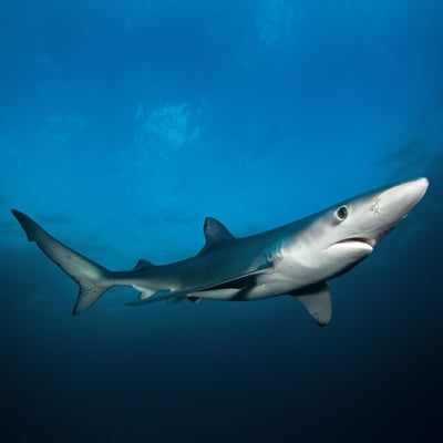 Blue Shark