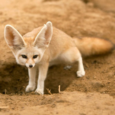 Fennec Fox