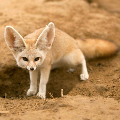 Fennec Fox