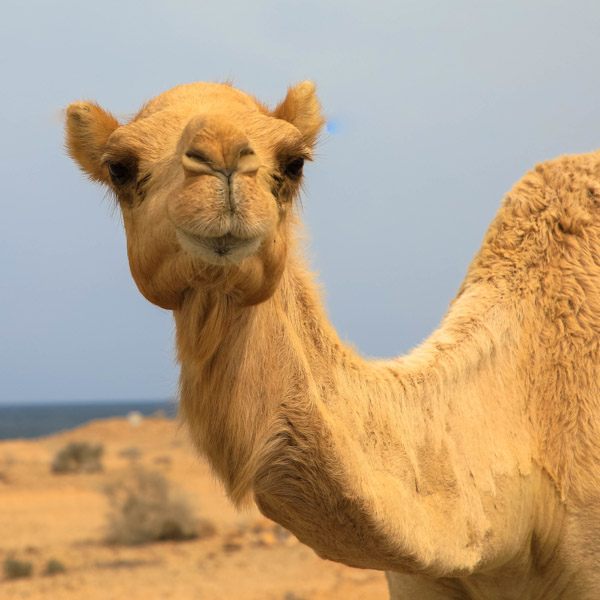 Dimension Nails - The Desert - Arabian Camel