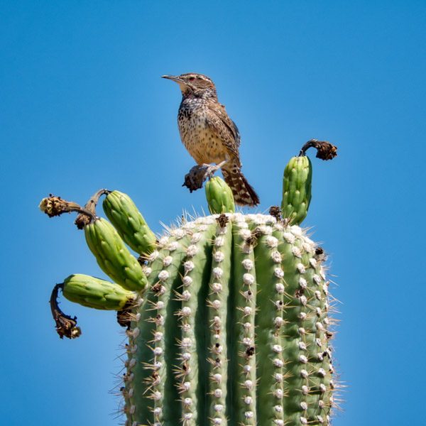 Dimension Nails - The Desert - Cactus Wren