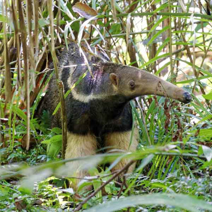 Anteater