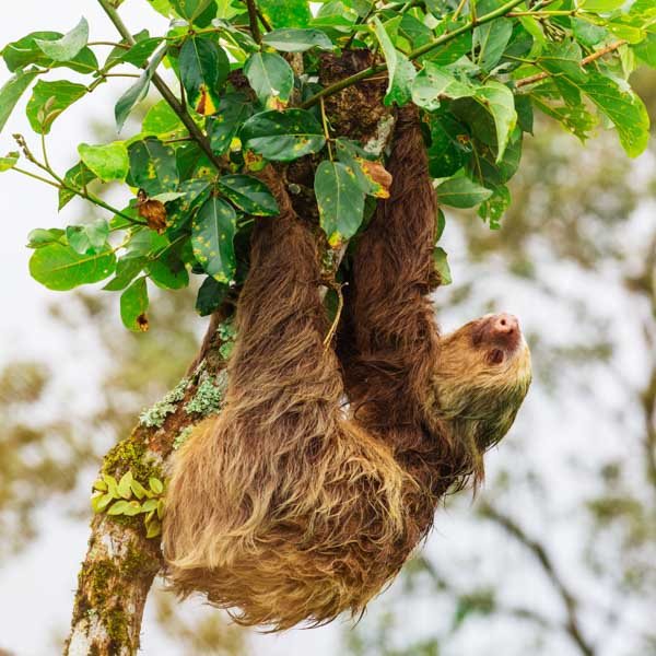 Pygmy Sloth
