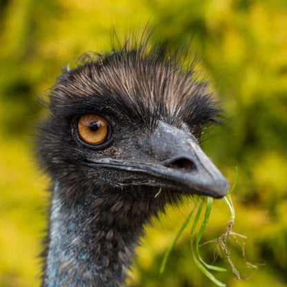 Emu
