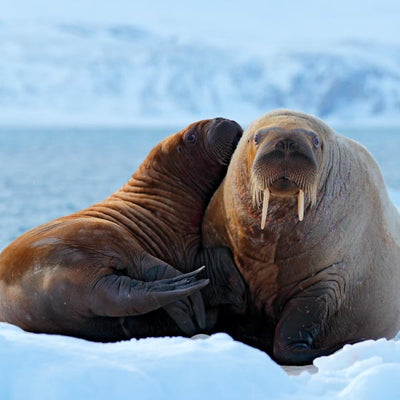 Walrus