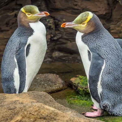 Yellow Eyed Penguin